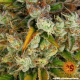 GMO - BARNEY'S FARM | TanieSianie.pl