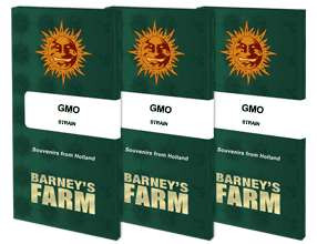 GMO - BARNEY'S FARM | TanieSianie.pl