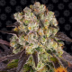 Purple Punch x Lemon Drizzle - BARNEY'S FARM | TanieSianie.pl