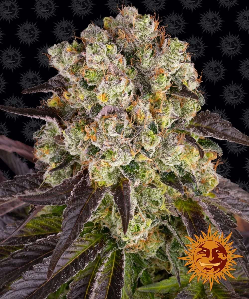 Purple Punch x Lemon Drizzle - BARNEY'S FARM | TanieSianie.pl