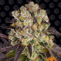 Purple Punch x Lemon Drizzle - BARNEY'S FARM