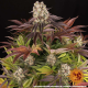 Purple Punch x Lemon Drizzle - BARNEY'S FARM | TanieSianie.pl