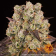 Purple Punch x Lemon Drizzle - BARNEY'S FARM | TanieSianie.pl