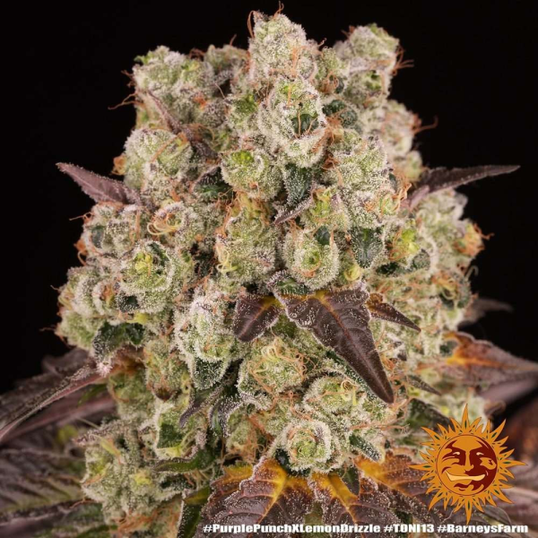 Purple Punch x Lemon Drizzle - BARNEY'S FARM | TanieSianie.pl