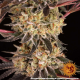 Purple Punch x Lemon Drizzle - BARNEY'S FARM | TanieSianie.pl