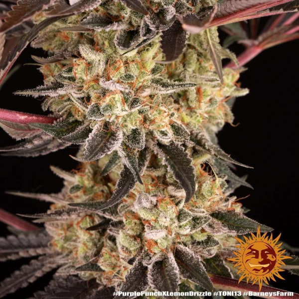 Purple Punch x Lemon Drizzle - BARNEY'S FARM | TanieSianie.pl