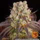Purple Punch x Lemon Drizzle - BARNEY'S FARM | TanieSianie.pl