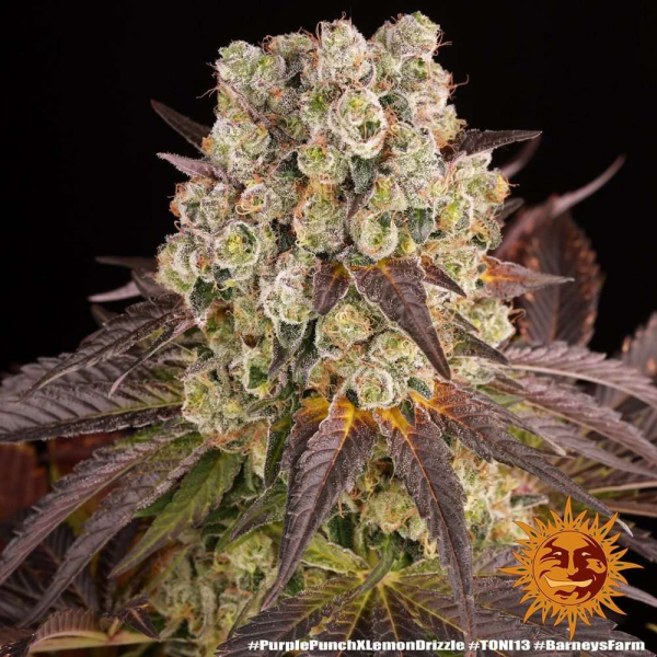 Purple Punch x Lemon Drizzle - BARNEY'S FARM | TanieSianie.pl