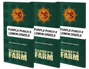Purple Punch x Lemon Drizzle - BARNEY'S FARM | TanieSianie.pl