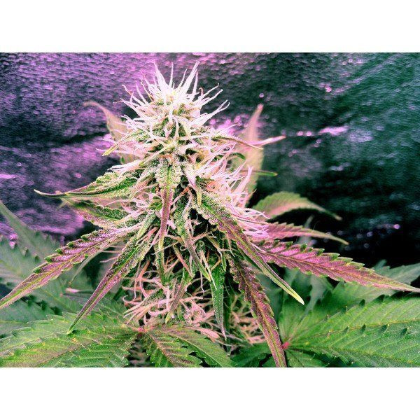 Northern Light Auto - NIRVANA | TanieSianie.pl