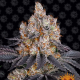 Gelato - BARNEY'S FARM | TanieSianie.pl