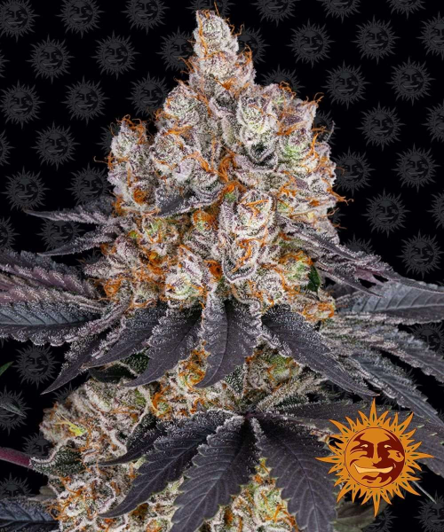 Gelato - BARNEY'S FARM | TanieSianie.pl