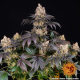 Gelato - BARNEY'S FARM | TanieSianie.pl