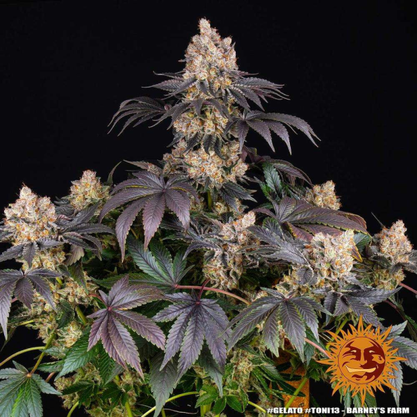 Gelato - BARNEY'S FARM | TanieSianie.pl