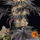 Gelato - BARNEY'S FARM | TanieSianie.pl