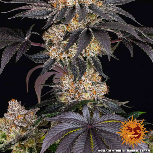 Gelato - BARNEY'S FARM | TanieSianie.pl
