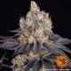 Gelato - BARNEY'S FARM | TanieSianie.pl