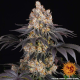 Gelato - BARNEY'S FARM | TanieSianie.pl