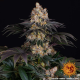 Gelato - BARNEY'S FARM | TanieSianie.pl