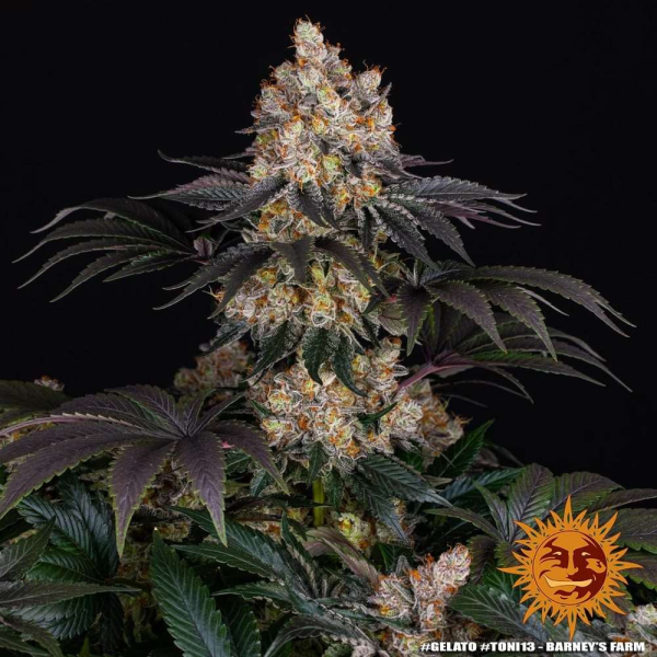 Gelato - BARNEY'S FARM | TanieSianie.pl