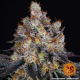 Gelato - BARNEY'S FARM | TanieSianie.pl
