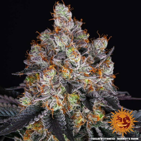 Gelato - BARNEY'S FARM | TanieSianie.pl