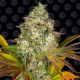 Cookies Kush Auto - BARNEY'S FARM | TanieSianie.pl