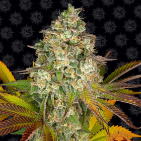 Cookies Kush Auto - BARNEY'S FARM | TanieSianie.pl