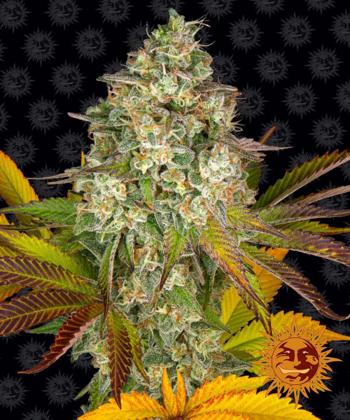 Cookies Kush Auto - BARNEY'S FARM | TanieSianie.pl