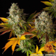 Cookies Kush Auto - BARNEY'S FARM | TanieSianie.pl
