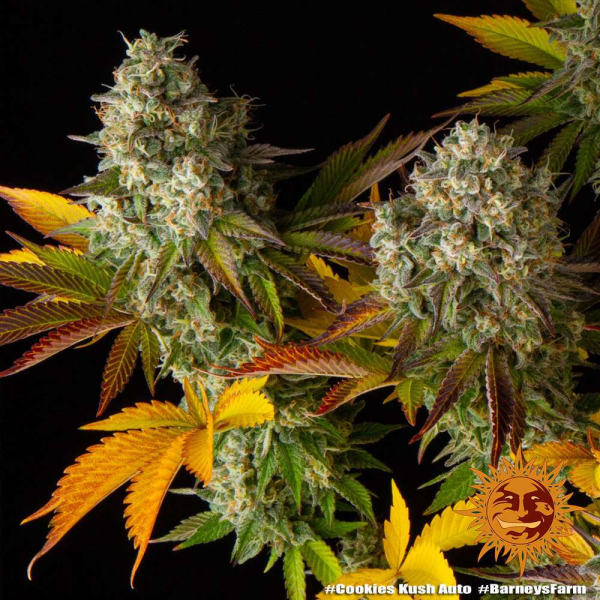 Cookies Kush Auto - BARNEY'S FARM | TanieSianie.pl