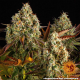 Cookies Kush Auto - BARNEY'S FARM | TanieSianie.pl