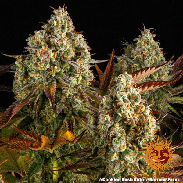 Cookies Kush Auto - BARNEY'S FARM | TanieSianie.pl