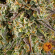 Cookies Kush Auto - BARNEY'S FARM | TanieSianie.pl