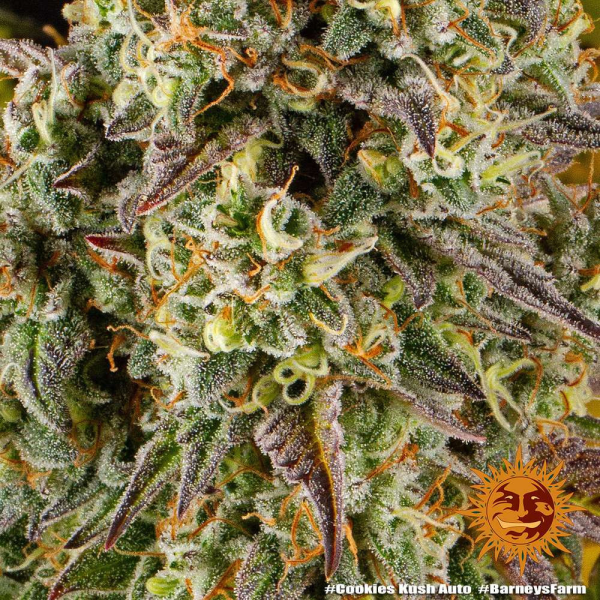 Cookies Kush Auto - BARNEY'S FARM | TanieSianie.pl