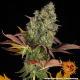 Cookies Kush Auto - BARNEY'S FARM | TanieSianie.pl