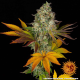 Cookies Kush Auto - BARNEY'S FARM | TanieSianie.pl