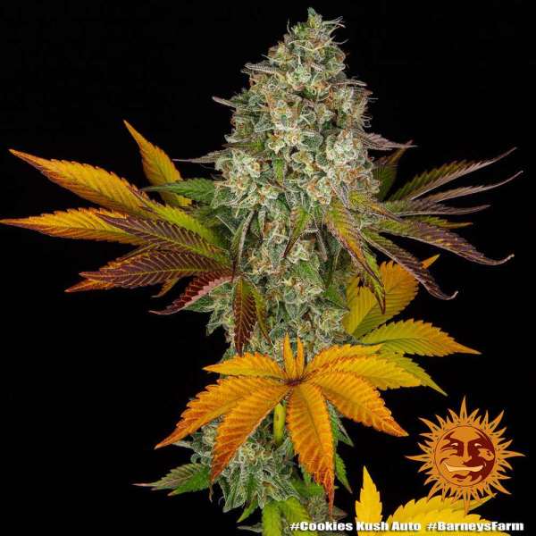 Cookies Kush Auto - BARNEY'S FARM | TanieSianie.pl