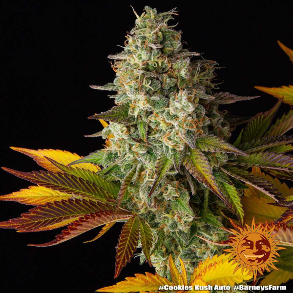Cookies Kush Auto - BARNEY'S FARM | TanieSianie.pl