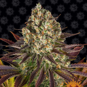 Biscotti - BARNEY'S FARM | TanieSianie.pl