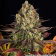 Biscotti - BARNEY'S FARM | TanieSianie.pl
