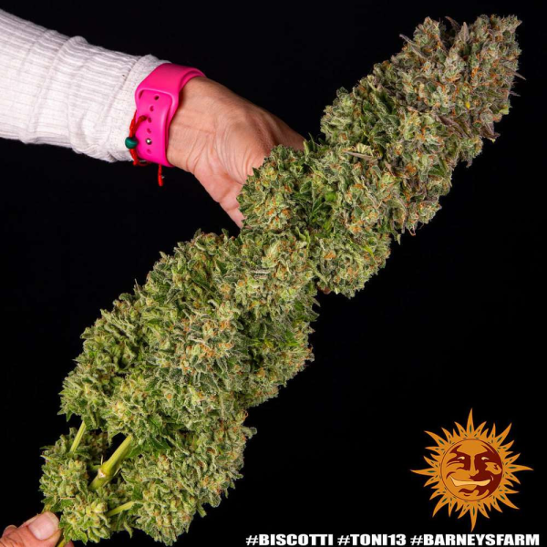 Biscotti - BARNEY'S FARM | TanieSianie.pl