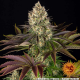 Biscotti - BARNEY'S FARM | TanieSianie.pl