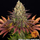 Biscotti - BARNEY'S FARM | TanieSianie.pl