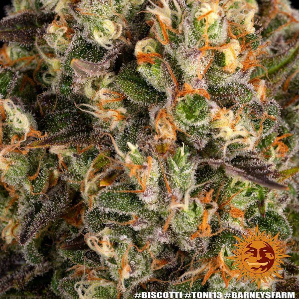 Biscotti - BARNEY'S FARM | TanieSianie.pl