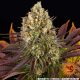 Biscotti - BARNEY'S FARM | TanieSianie.pl