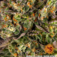 Biscotti - BARNEY'S FARM | TanieSianie.pl