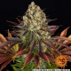 Biscotti - BARNEY'S FARM | TanieSianie.pl
