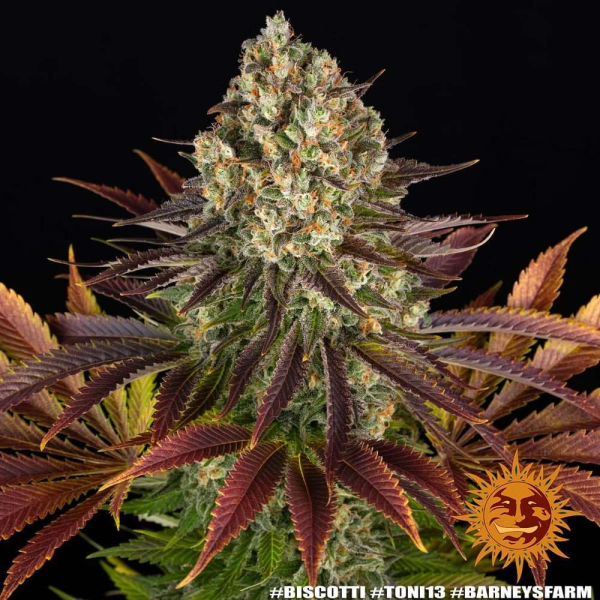 Biscotti - BARNEY'S FARM | TanieSianie.pl