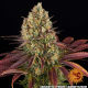 Biscotti - BARNEY'S FARM | TanieSianie.pl